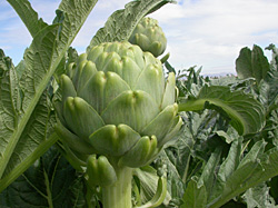 Artichoke in the field
