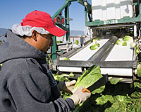 Packing Garden Hearts