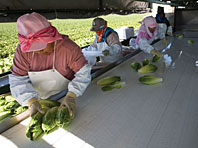 Garden Hearts Packing