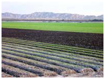 salinas vegetable field