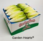 romaine hearts lettuce