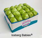 baby iceberg lettuce