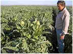 artichoke grower in california