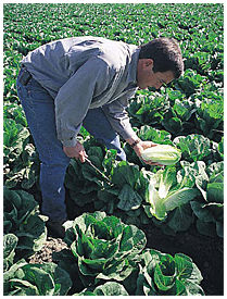 lettuce farmers