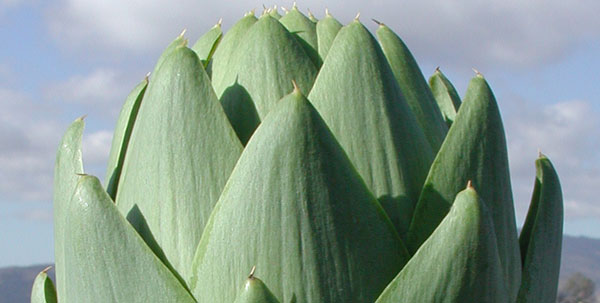 Artichoke