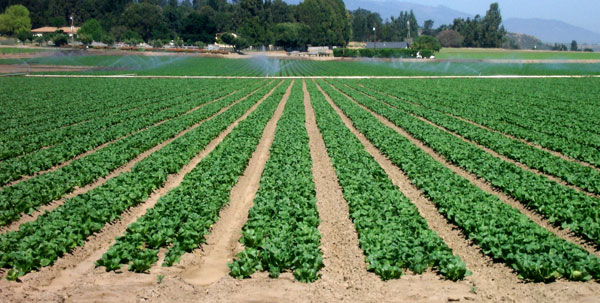 Romaine Field