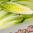 Romaine Hearts: How Cold Weather Affects Harvesting  